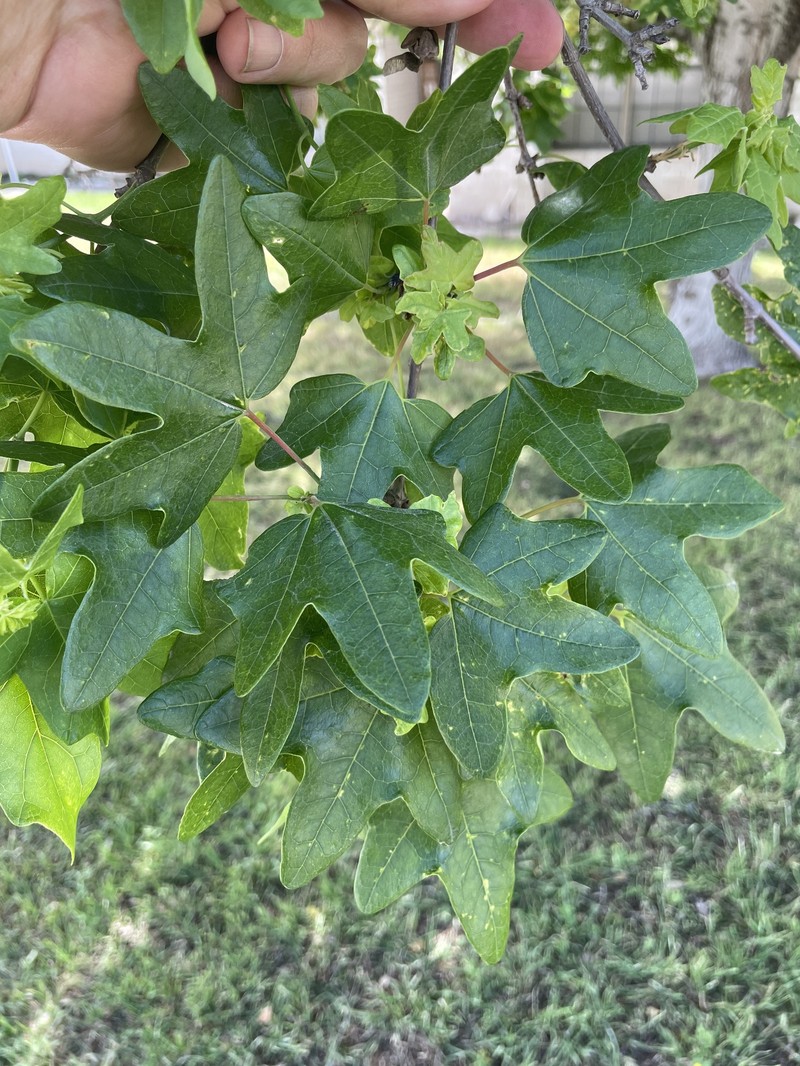 Acer grandidentatum var. sinuosum photo 6