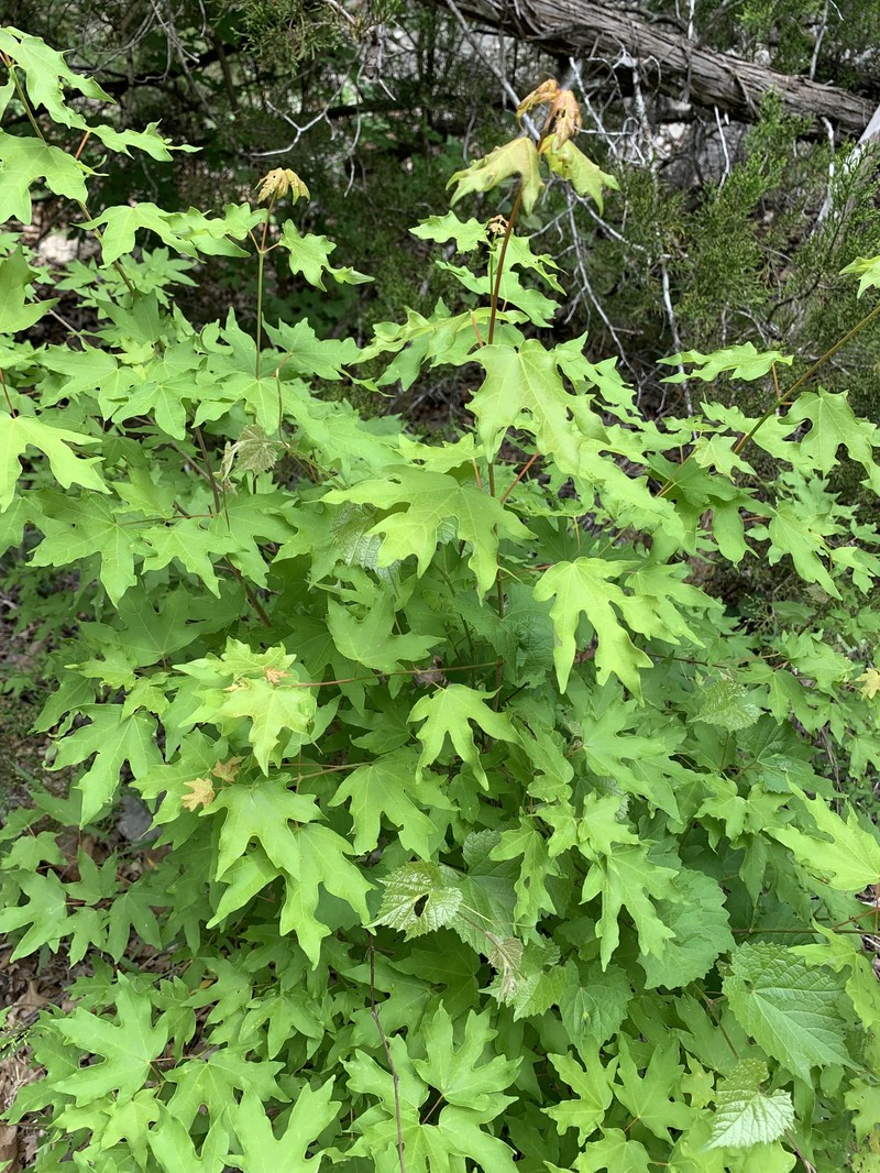 Acer grandidentatum var. sinuosum photo 7