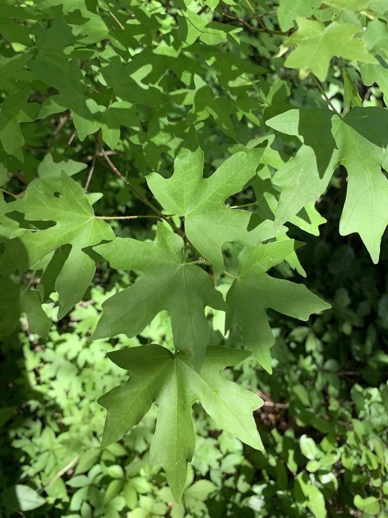Acer grandidentatum var. sinuosum photo 8