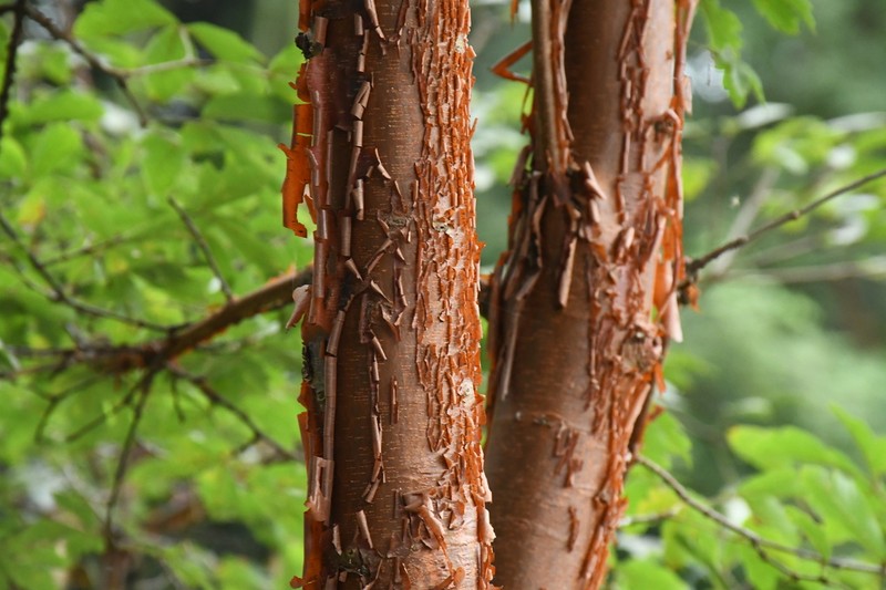 Paperbark Maple photo 5