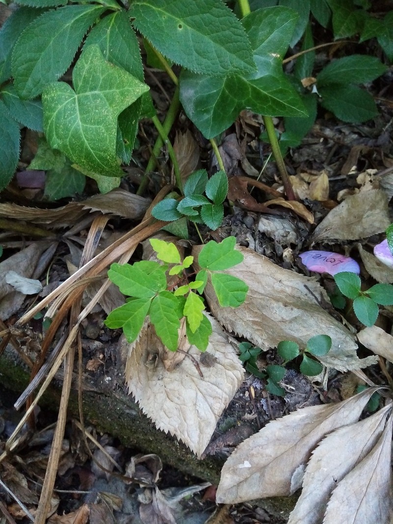 Paperbark Maple photo 7