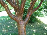 Paperbark Maple