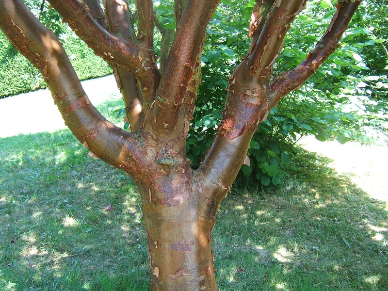Paperbark Maple