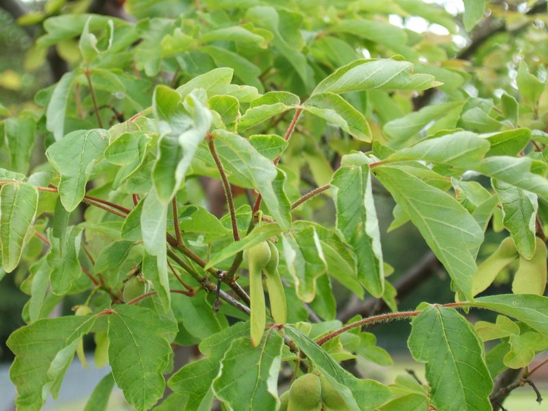 Paperbark Maple photo 2