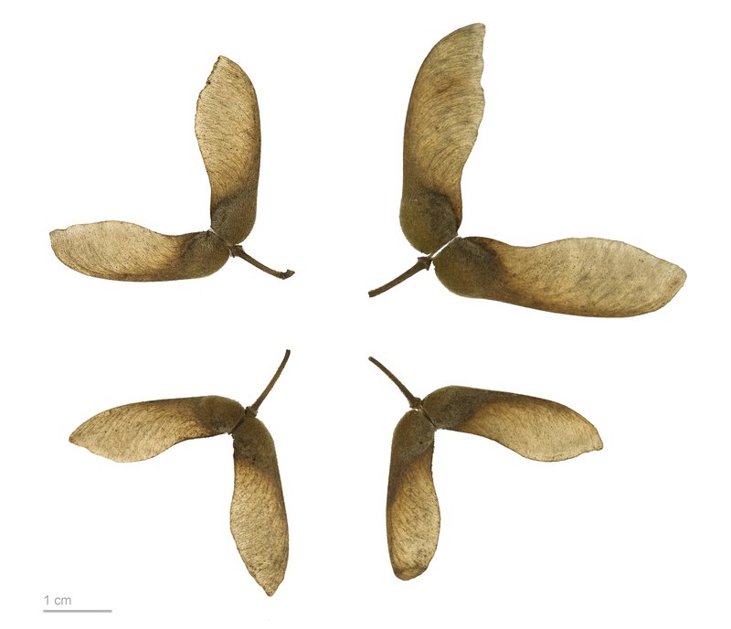 Paperbark Maple photo 3