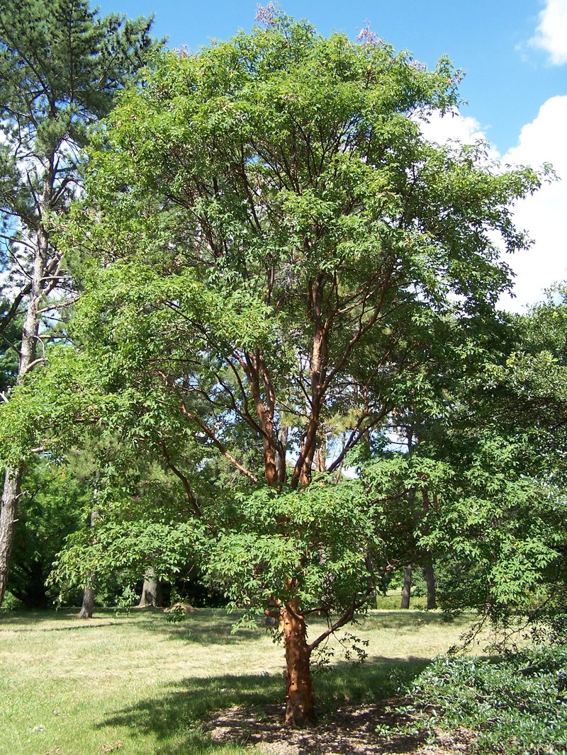 Paperbark Maple photo 4