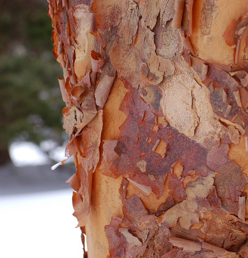 Paperbark Maple