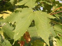 Acer heldreichii