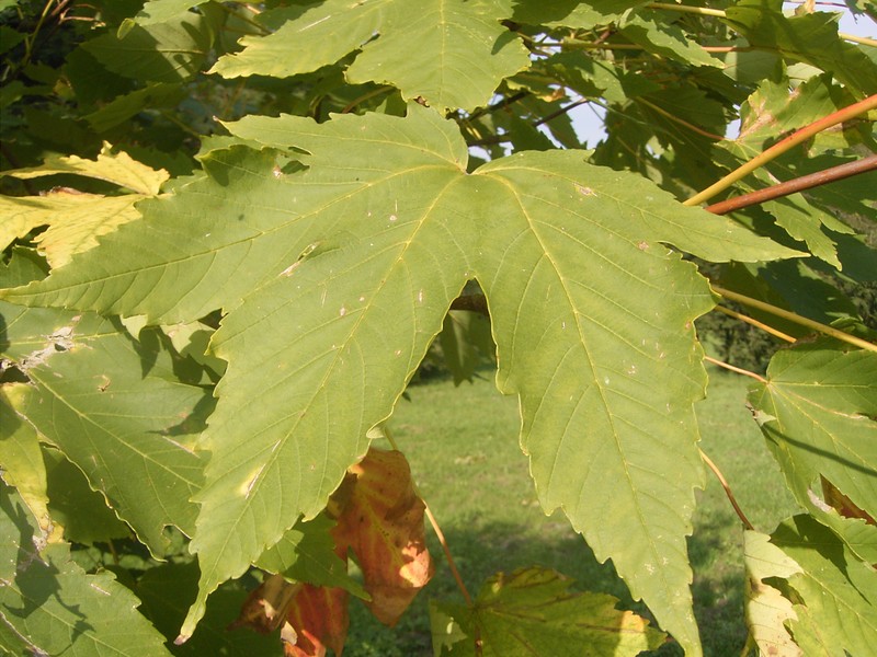 Acer heldreichii