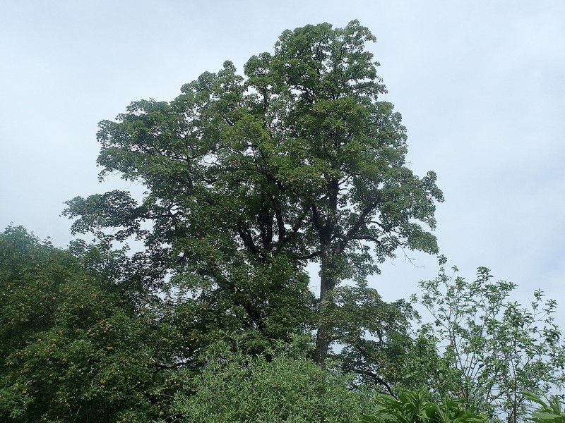 Acer heldreichii photo 2