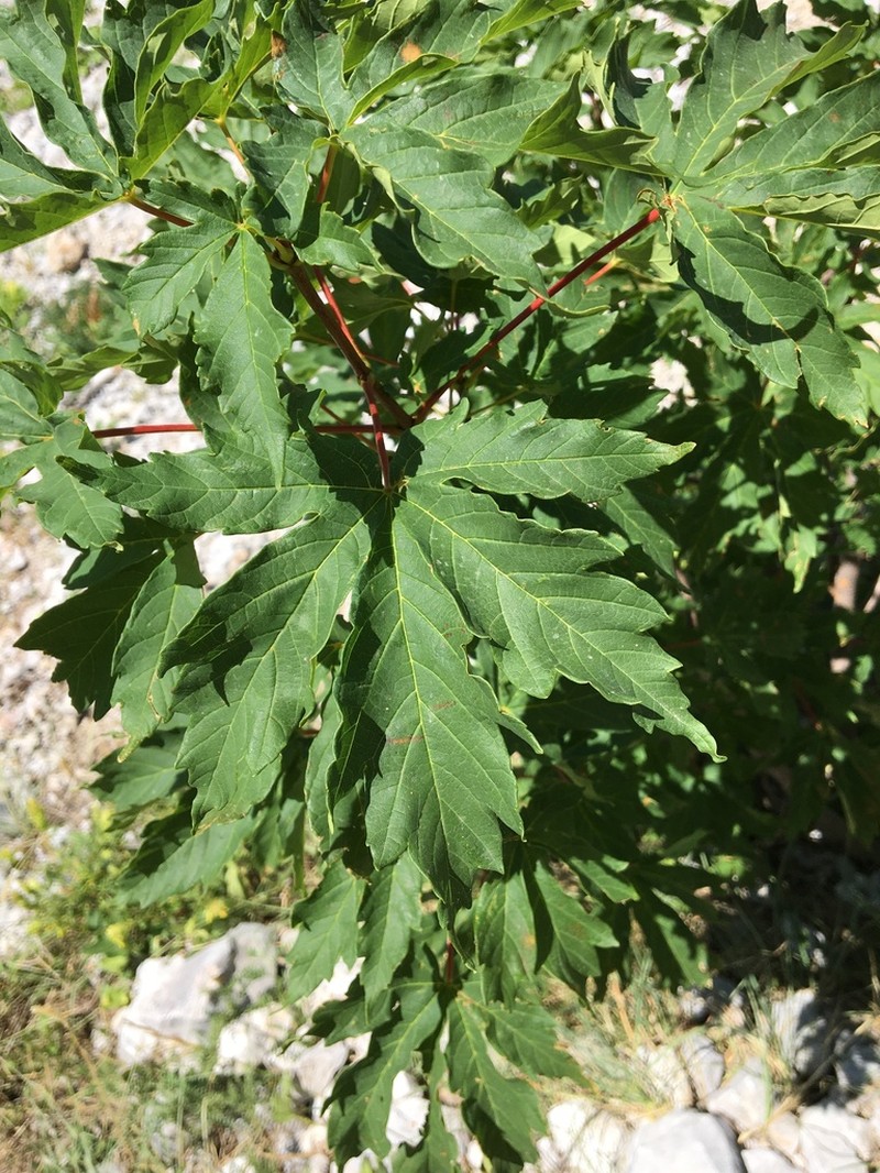 Acer heldreichii photo 3