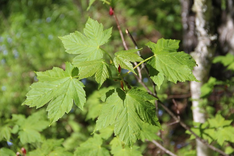 Acer heldreichii photo 4