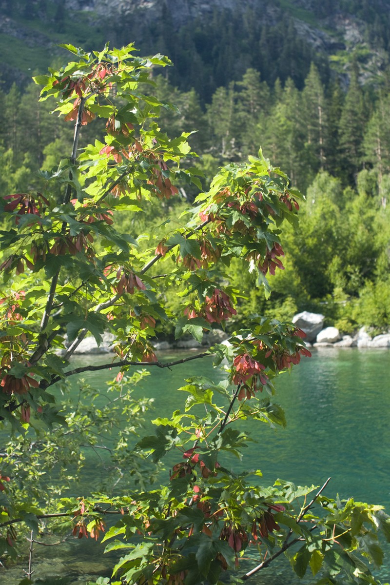 Acer heldreichii photo 5