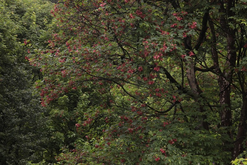 Acer heldreichii photo 6