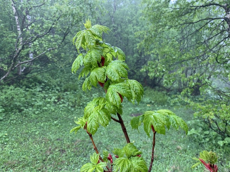 Acer heldreichii photo 7