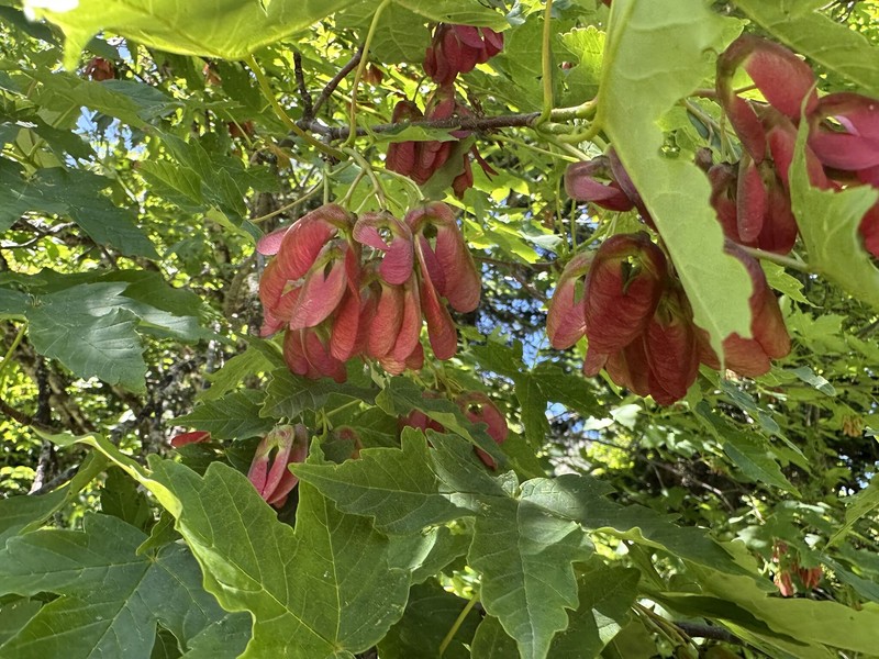 Acer heldreichii subsp. trautvetteri