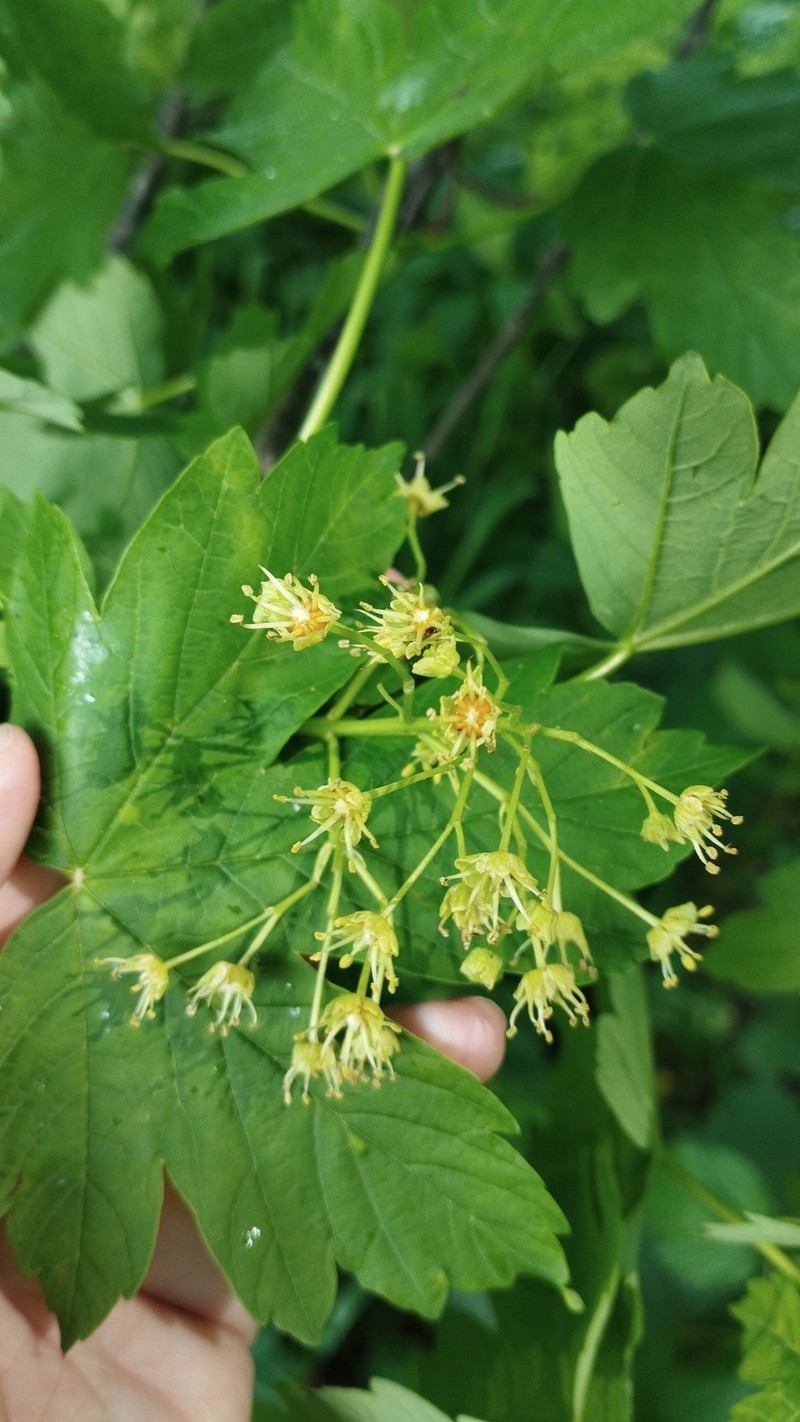 Acer heldreichii subsp. trautvetteri photo 2
