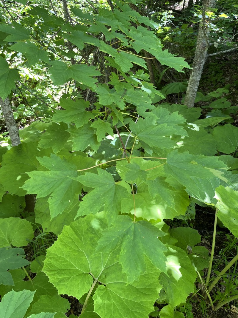 Acer heldreichii subsp. trautvetteri photo 3