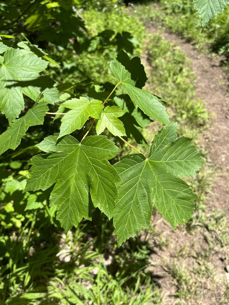 Acer heldreichii subsp. trautvetteri photo 4