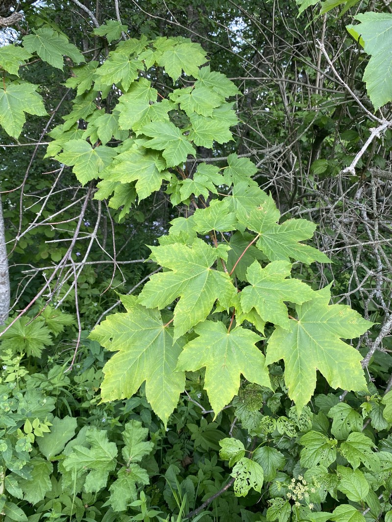 Acer heldreichii subsp. trautvetteri photo 5