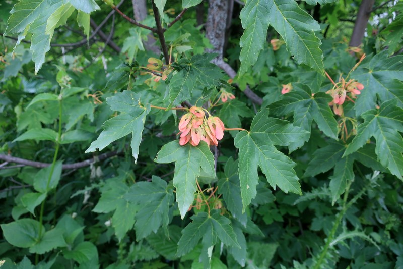 Acer heldreichii subsp. trautvetteri photo 6