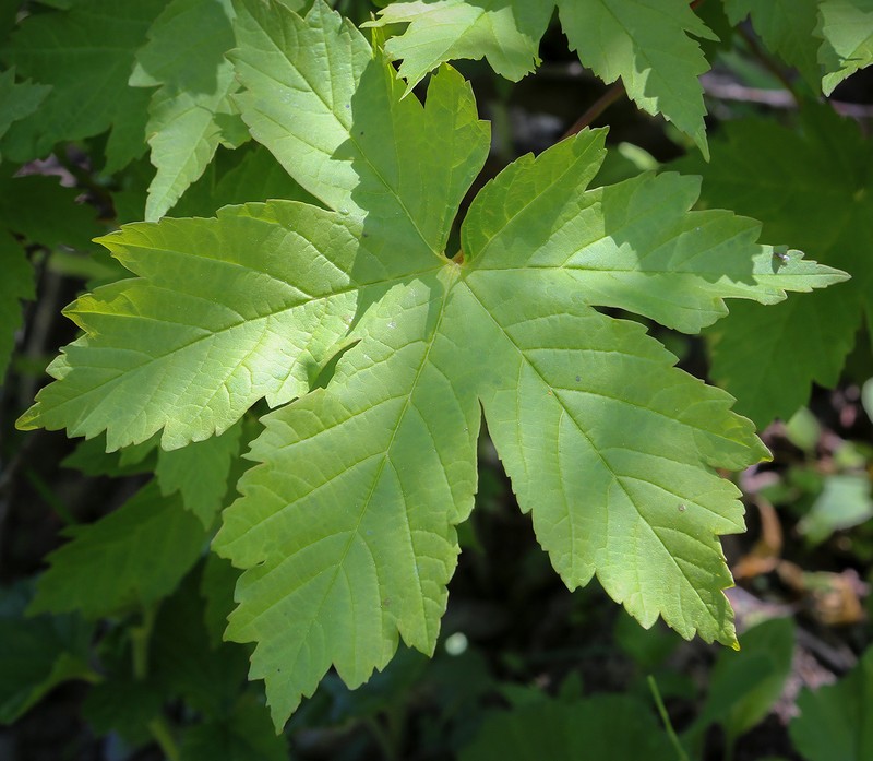 Acer heldreichii subsp. trautvetteri photo 7