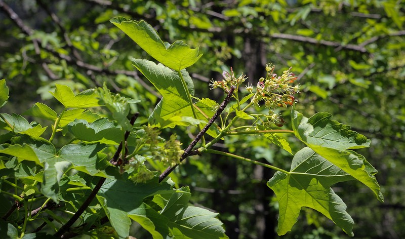 Acer heldreichii subsp. trautvetteri photo 8