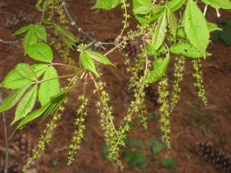 Acer henryi