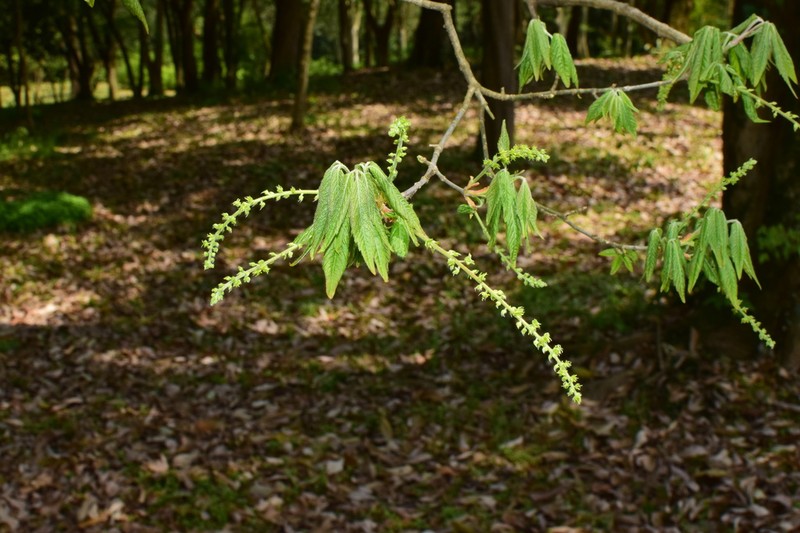 Acer henryi photo 2