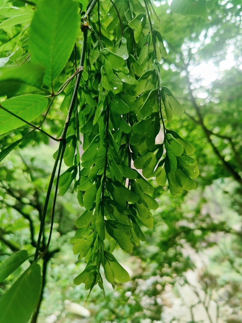 Acer henryi photo 3