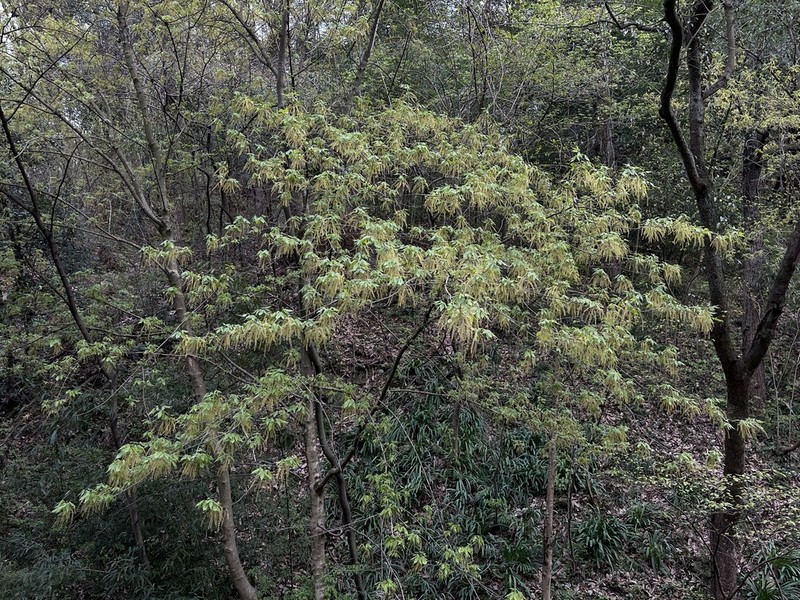 Acer henryi photo 4