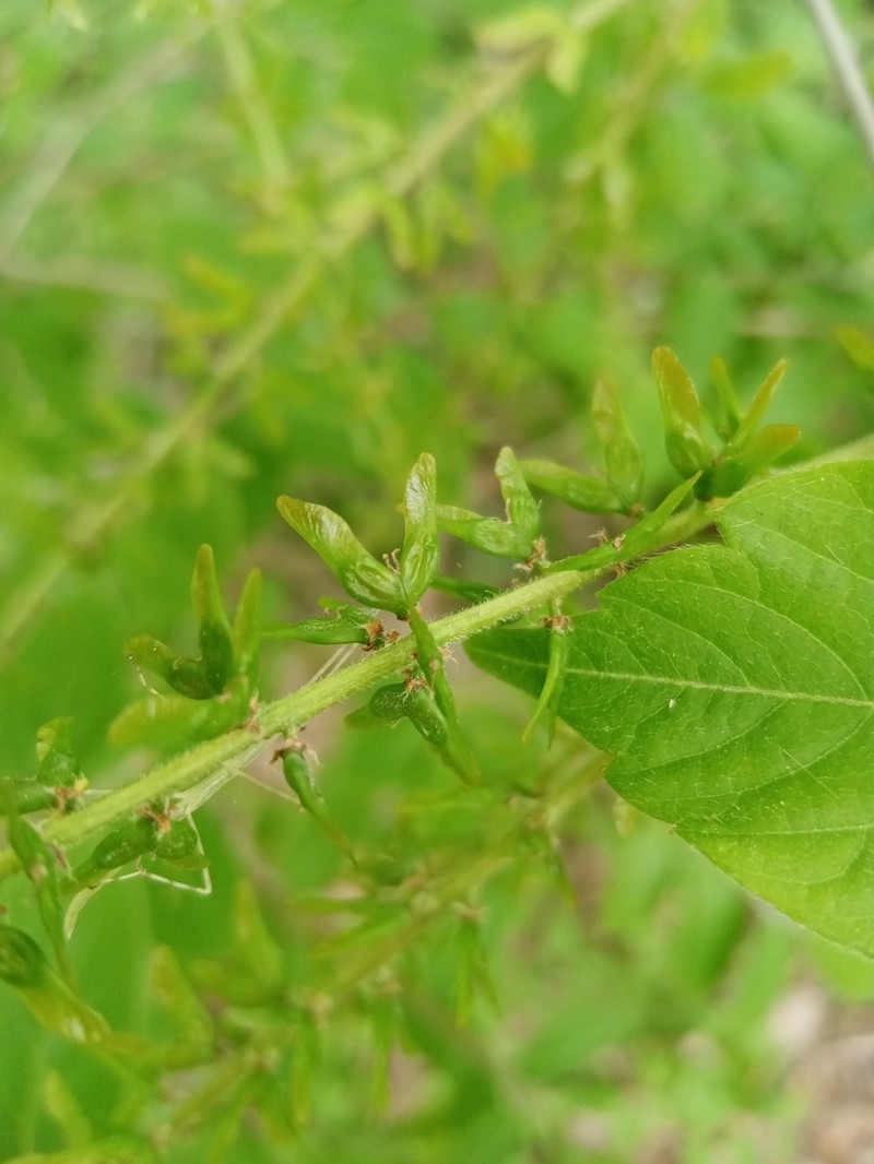 Acer henryi photo 5