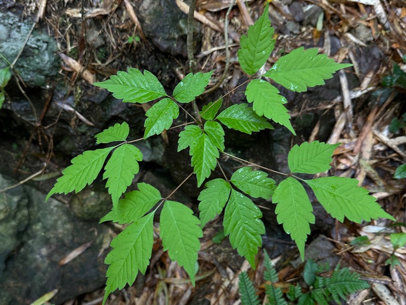 Acer henryi photo 6