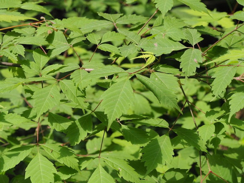 Acer henryi photo 7