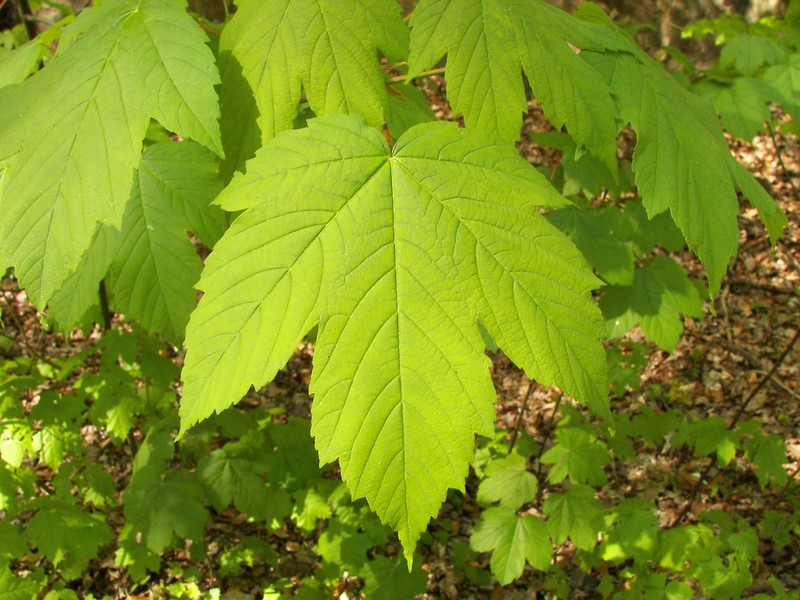 Acer hilaense