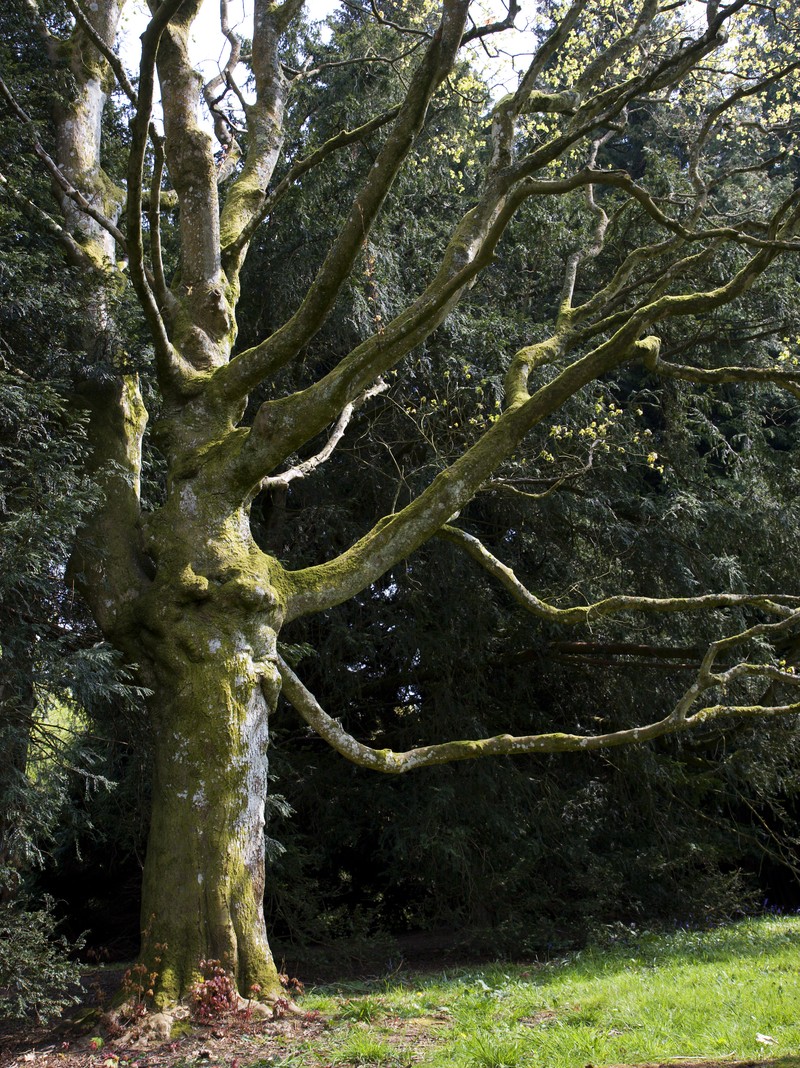 Acer hilaense photo 3