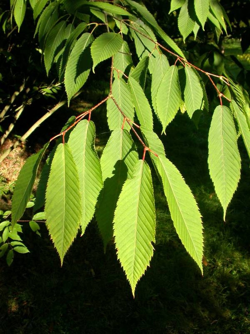 Acer hilaense photo 4
