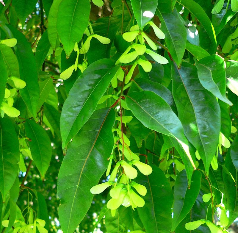 Acer hilaense photo 6