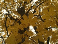 Acer hyrcanum