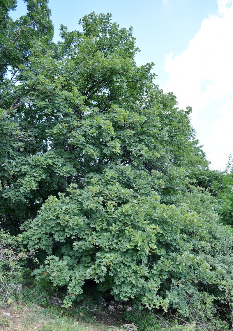 Acer hyrcanum photo 3