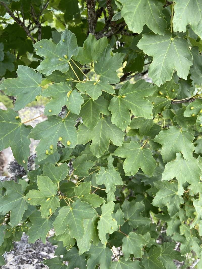 Acer hyrcanum photo 4