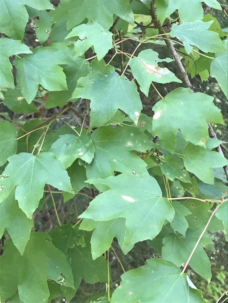 Acer hyrcanum photo 5