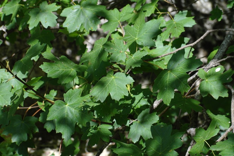 Acer hyrcanum photo 6