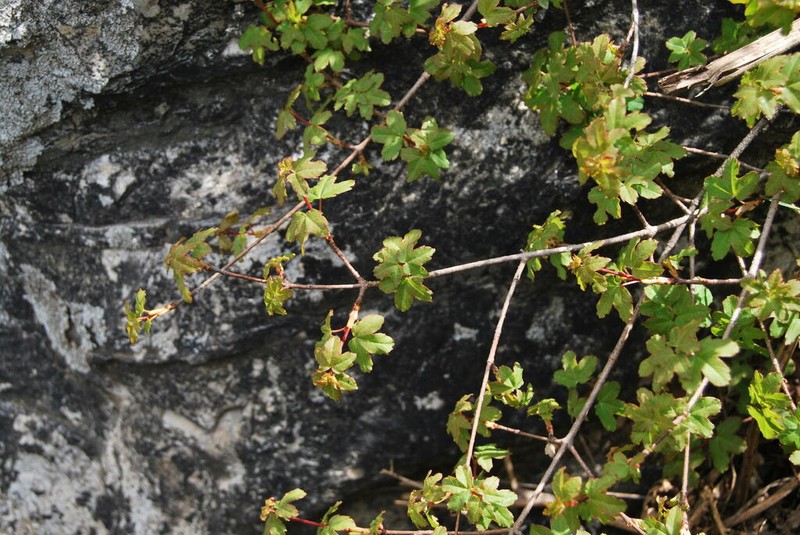 Acer hyrcanum photo 7