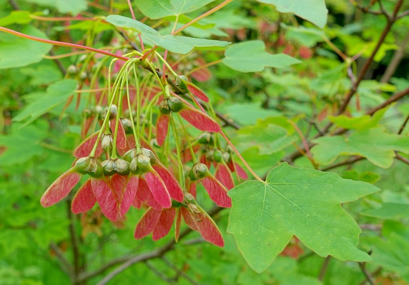 Acer hyrcanum photo 8