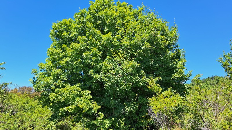 Acer hyrcanum subsp. intermedium