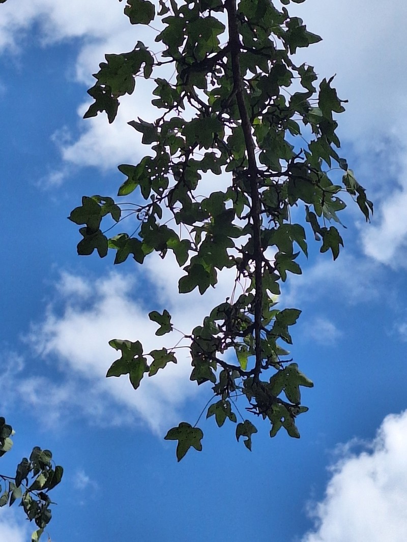 Acer hyrcanum subsp. intermedium photo 2
