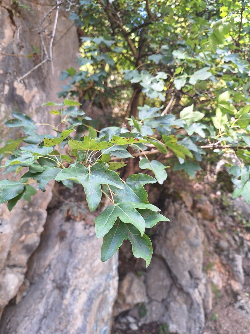 Acer hyrcanum subsp. intermedium photo 3