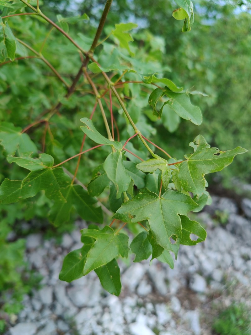 Acer hyrcanum subsp. intermedium photo 4