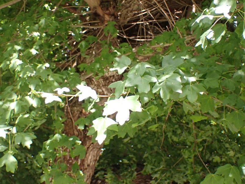 Acer hyrcanum subsp. intermedium photo 5